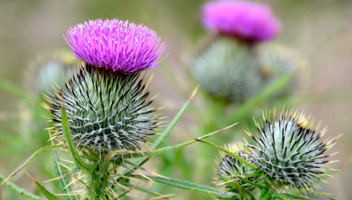 Group-Litigation-in-Scotland-A-year-in-review_edited.jpg