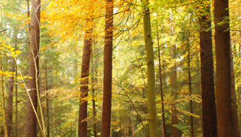Forests2.jpg