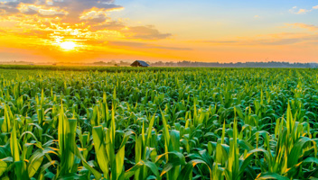 Corn-you-believe-it-Changes-to-the-Border-Target-Operating-Model-and-what-they-mean-for-your-business.jpg