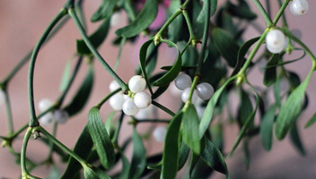 Christmas-Time,-Mistletoe-and-W.jpg