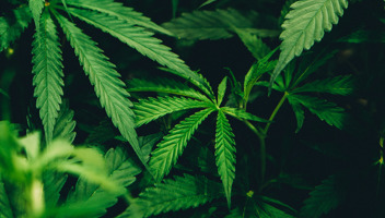 Cannabis.jpg