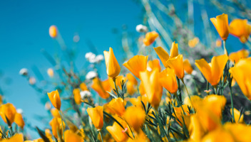 Spring-Budget-puts-more-pressure-on-DC-pension-schemes.jpg