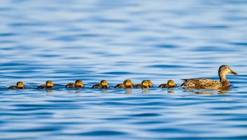 Getting Your Data Ducks In A Row